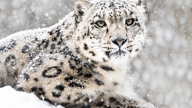 10.6.8 snow leopard